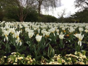 Last few days of the tulips at Kew Gardens