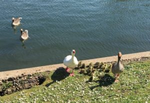 Protective Embden geese along the footpath