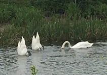 Fishing swans