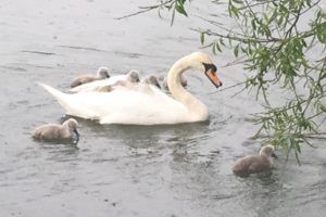 Swans with their cygnets