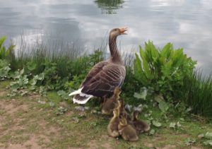 A fiercely protective goose with her brood