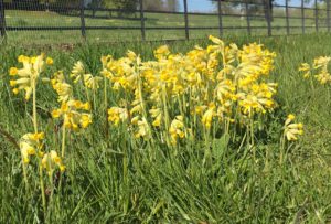 Carpets of cowslips